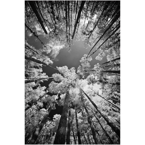 Teppich Ruya 1902 Mehrfarben (1)